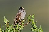 Golden-crowned Sparrow